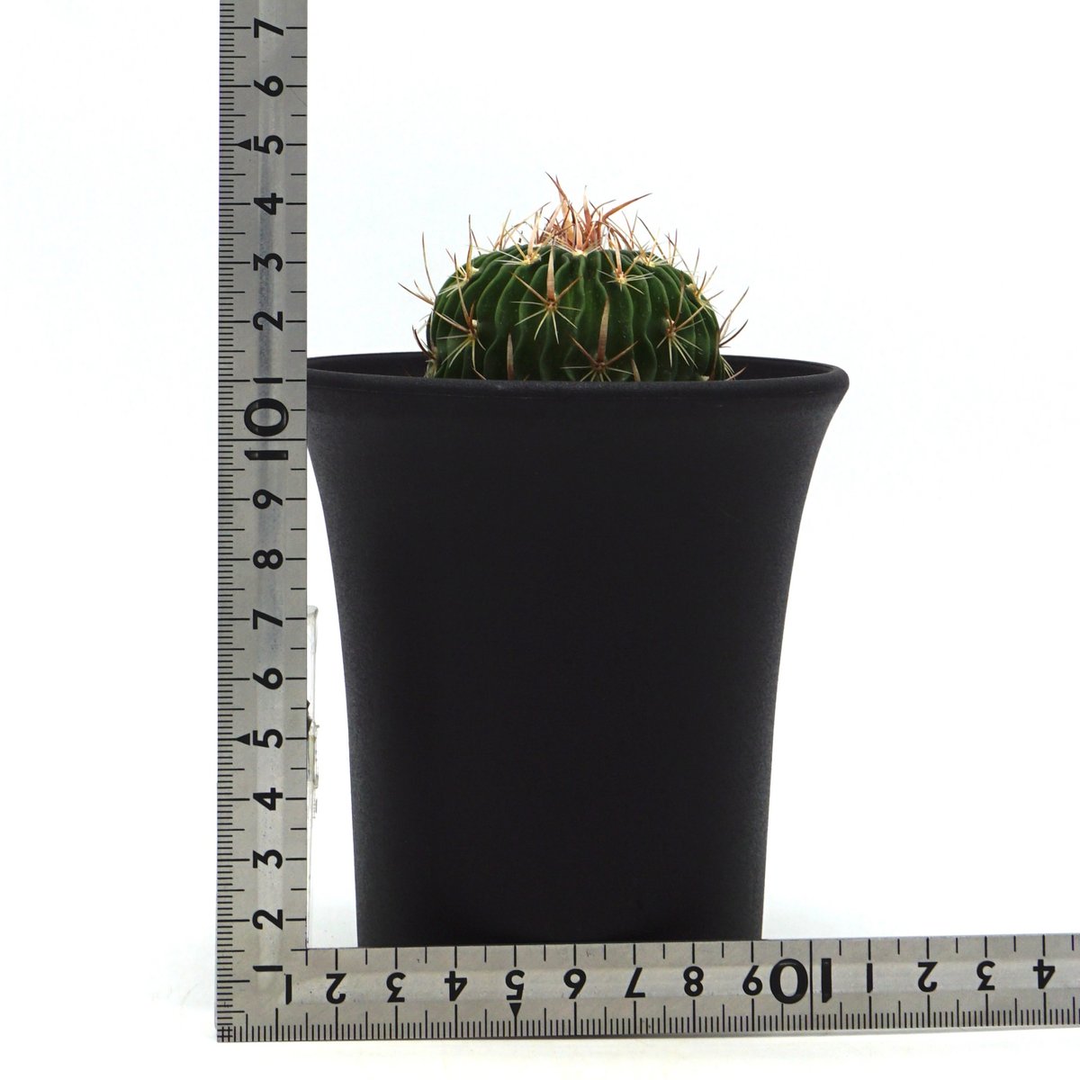 Echinofossulocactus erectocentrus/エキノフォスロカクタス エ