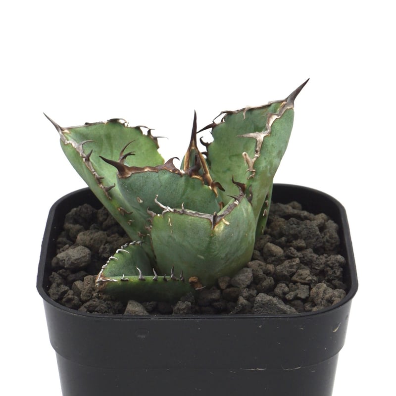 Agave titanota Black Rhino/アガベ チタノタ 黒犀牛 メリクロン Agave titanota Black Rhino/アガベ チタノタ 黒犀牛 メリクロン