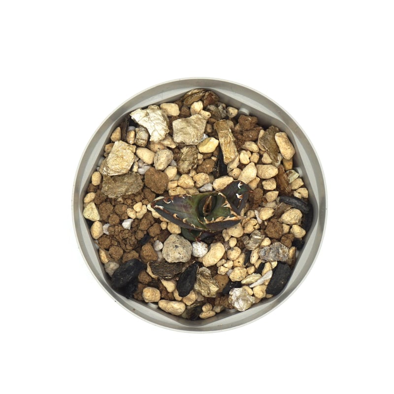 Agave Red Catweezle/レッドキャットウィーズル【ゴリ猫】(A023 Agave Red Catweezle/レッドキャットウィーズル【ゴリ猫】(A023