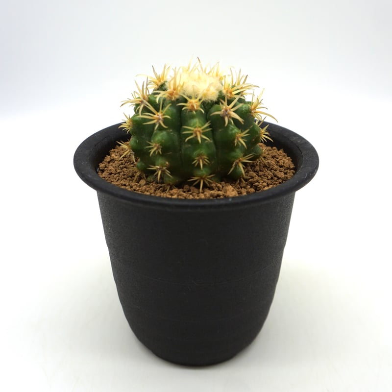 サボテン フェロカクタス 鯱頭④