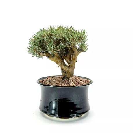 オトンナユーフォルビオイデス | STORES