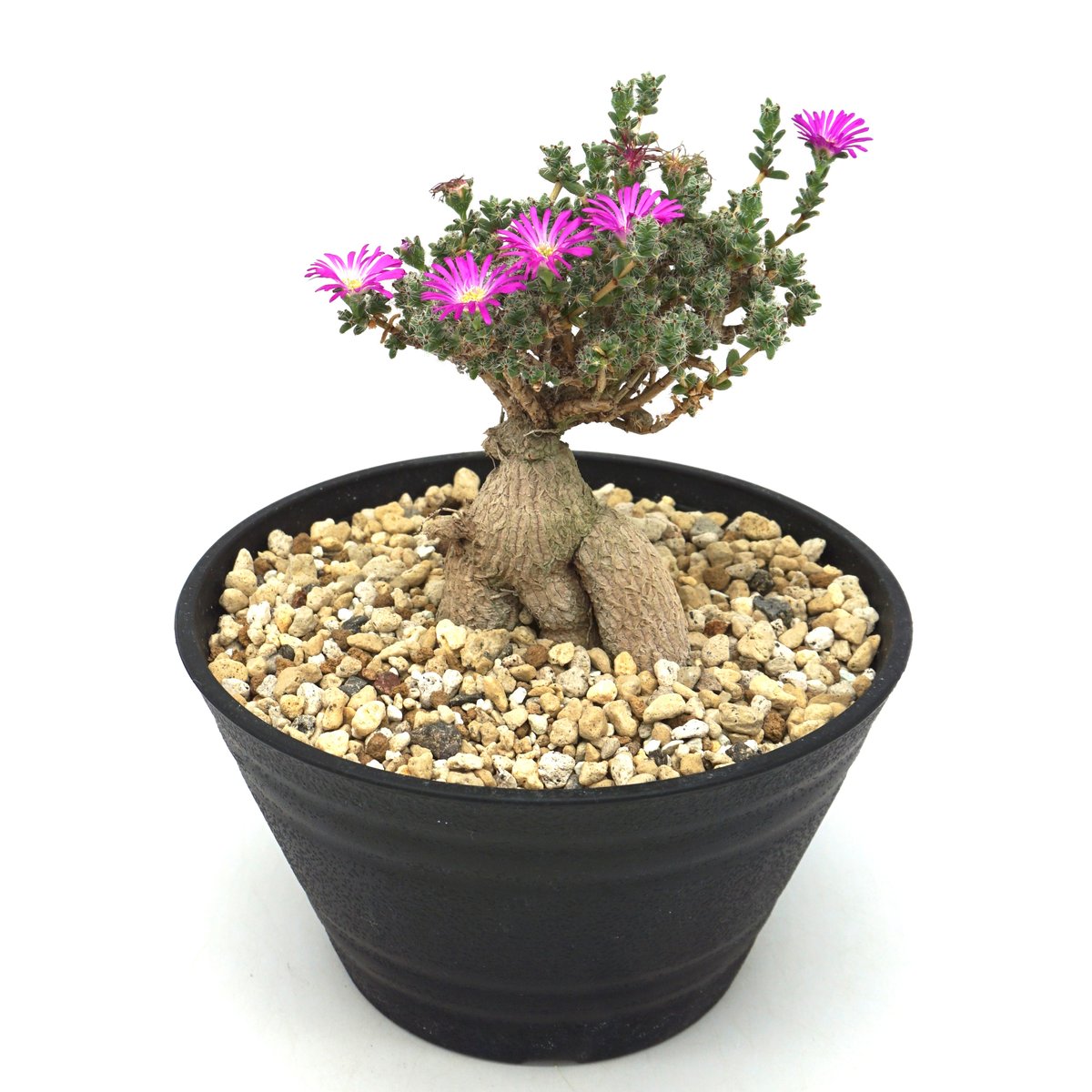 エマル5　コトリサマ 公式アウトレット】【ブラックフライデー】RICHIE プラットフォーム