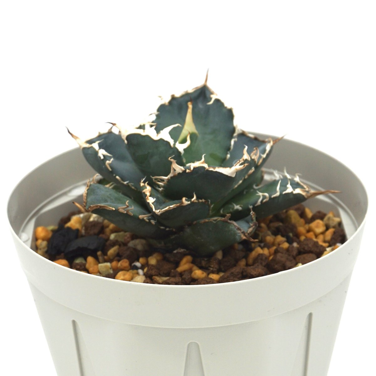 Agave oteroi noname /アガベオテロイノーネーム（A020） | LEO 