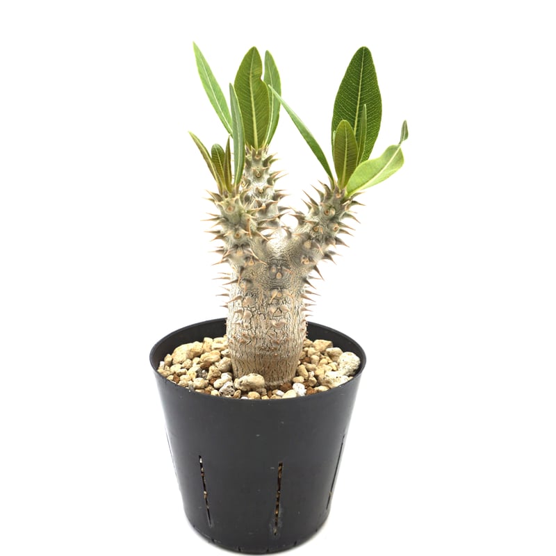 Pachypodium horombense/パキポディウム・ホロンベンセ（No.335） |
