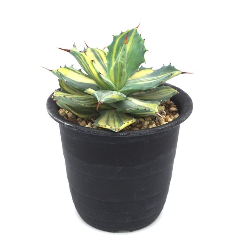 アガベ オバティフォリア ドワーフ 中斑 発根済鉢ごと発送 6枚目以降