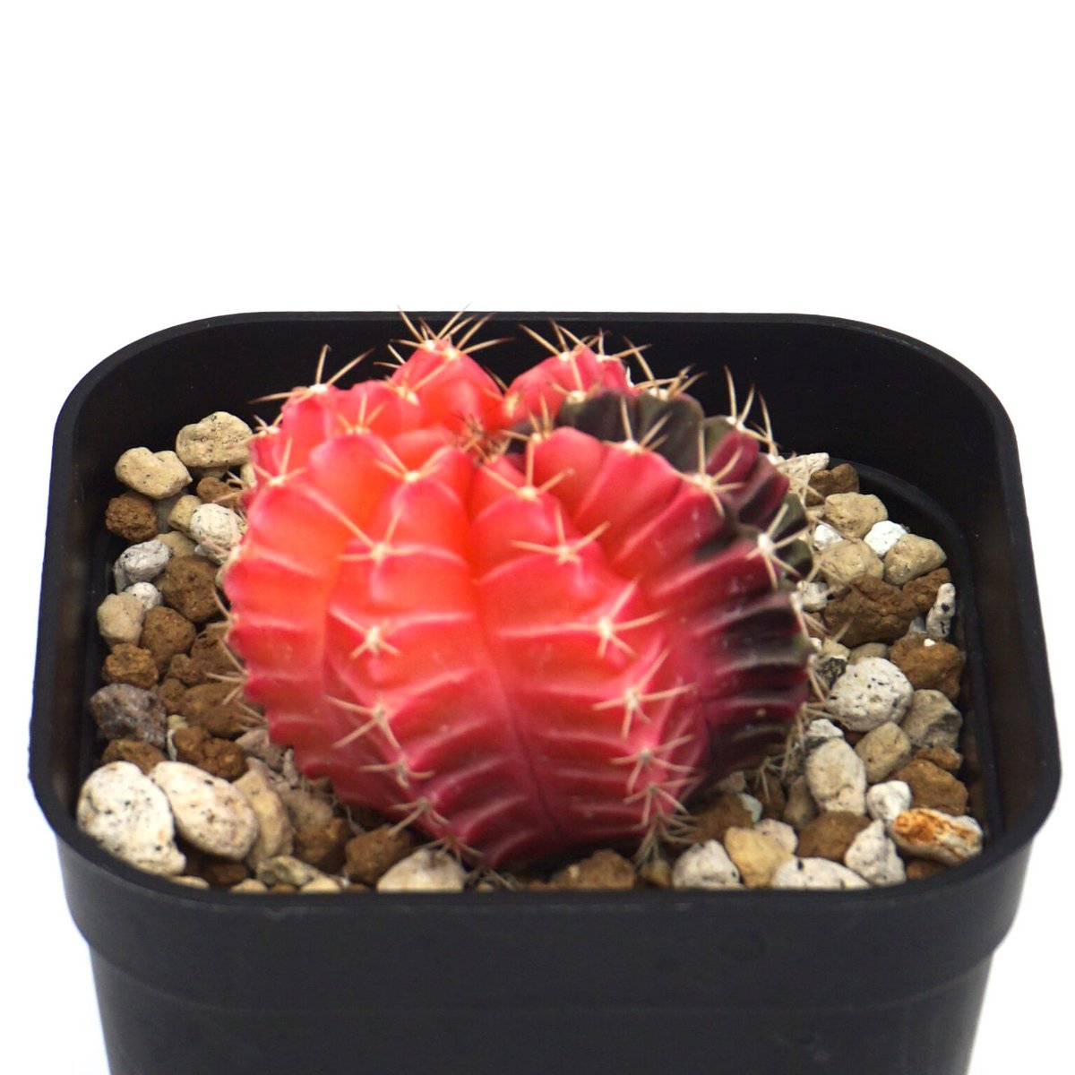 Gymnocalycium mihanovichii/ギムノカリキウム・ミハノビッチ斑入(No