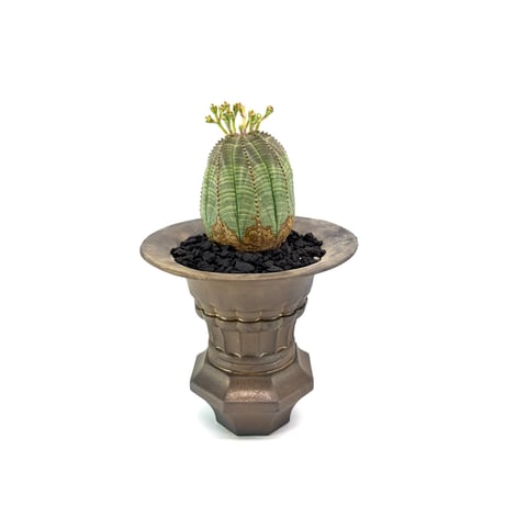 obesa | STORES