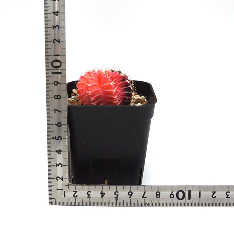 Gymnocalycium mihanovichii/ギムノカリキウム・ミハノビッチ斑入(No