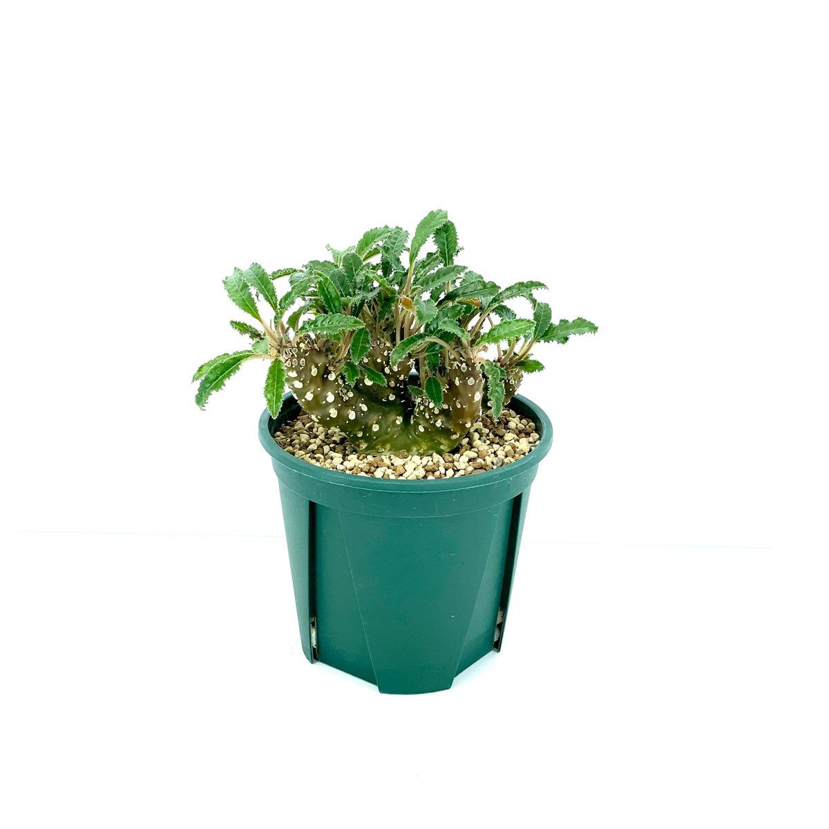 ドルステニア　フォエチダ　クリスタータ 一点物 ドルステニア フォエチダ クリスタータ 綴化 3.5号(1鉢