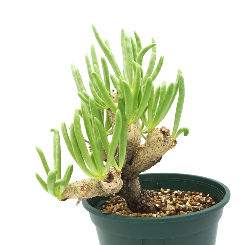 実生 チレコドン ルブロベノサス Tylecodon rubrovenosus （多肉植物