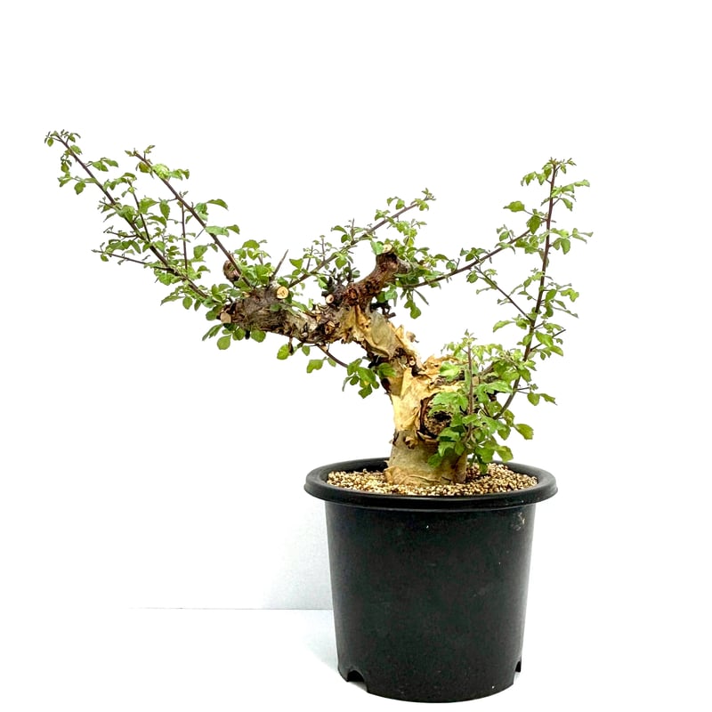 コミュフォラ カタフ ターカネンシス (S688) | LEO.