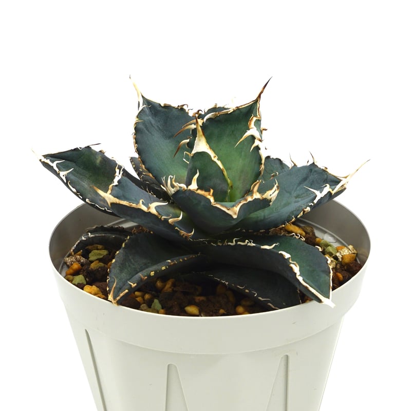 Agave oteroi noname /アガベオテロイノーネーム（A018） | LEO 