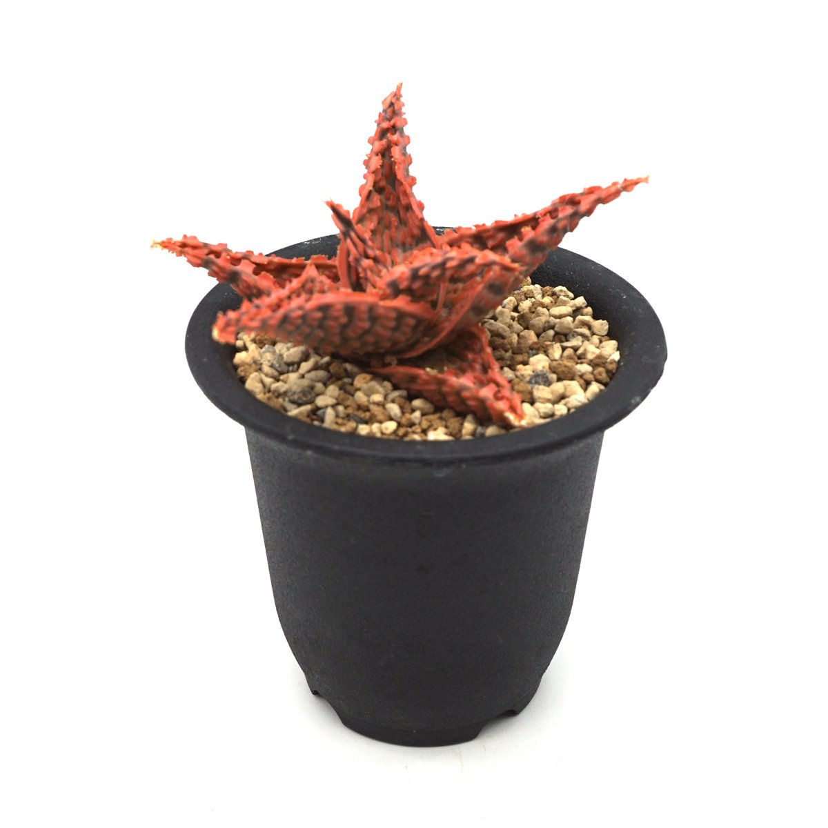 アロエ　ハイブリッド　Aloe hybrid 第四種　23 TCT Aloe hybrid アロエ ハイブリッド 未繁殖株 第四種 多肉植物