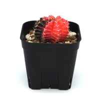 Gymnocalycium mihanovichii/ギムノカリキウム・ミハノビッチ斑入(No.175)