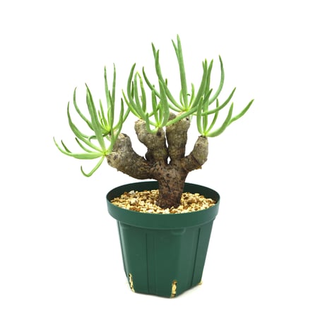 ティレコドン パニクラタス Tylecodon paniculatus 実生株 ティレコドン パニクラタス Tylecodon paniculatus 実生株