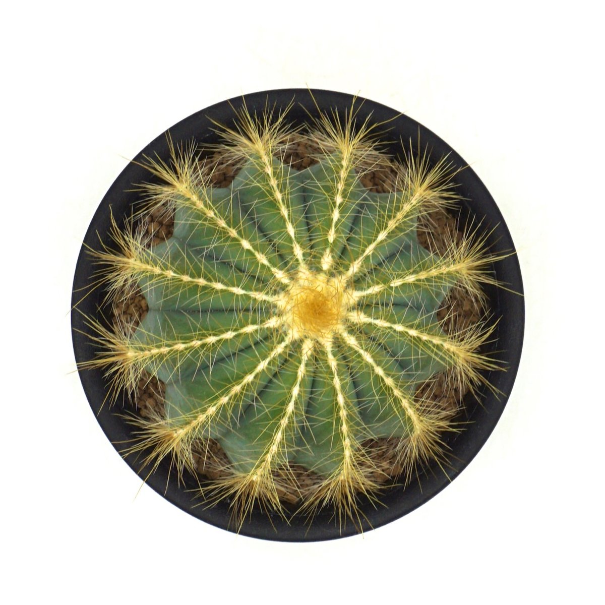 英冠丸 群生 エリオカクタス属 Eriocactus Magnificus Eriocactus magnificus/英冠丸（C029） | LEO.