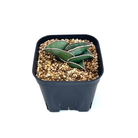 サンスベリア　ルダル　カラータグ:青 サンスベリアロリダ | STORES