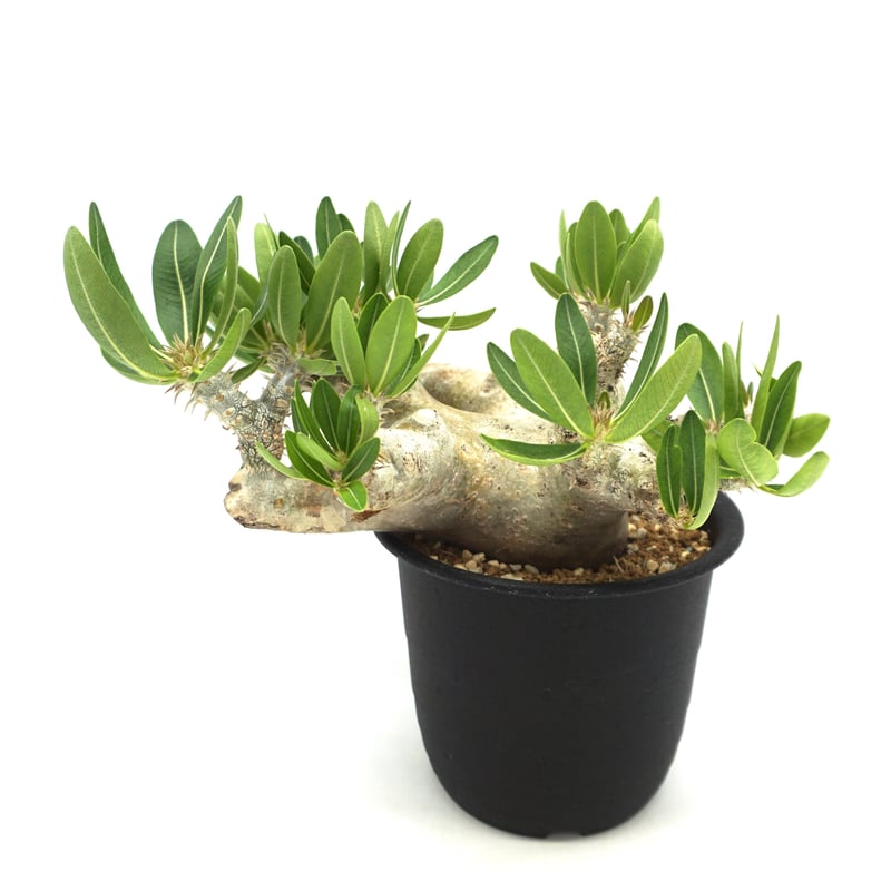 Pachypodium densiflorum var. brevicalyx/パキポディウム