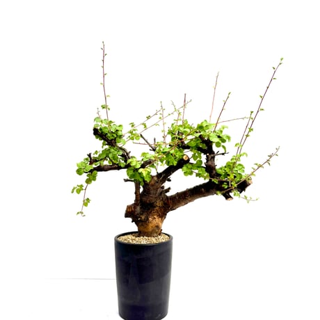 8/25 値下げ　極上株コミフォラ　ボラネンシス 8/25 値下げ 極上株コミフォラ ボラネンシス fit=scale-down,w=1200