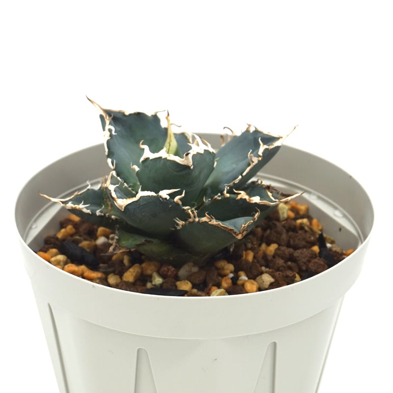 Agave oteroi noname /アガベオテロイノーネーム（A020） | LEO 