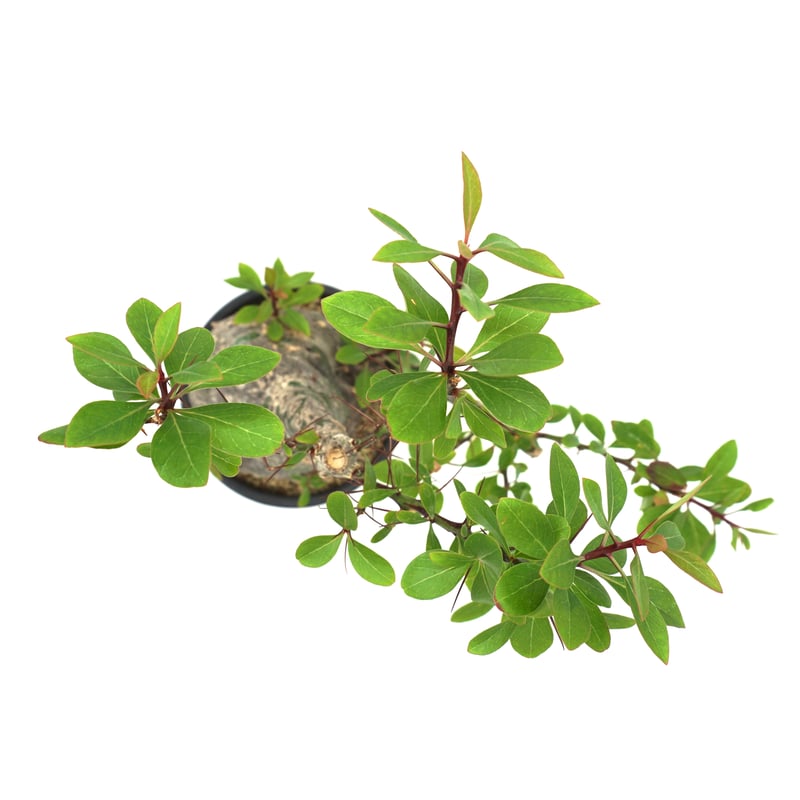 Fouquieria fasciculata /フォークイエリア ファシクラータ Fouquieria fasciculata /フォークイエリア ファシクラータ