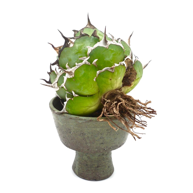 Agave titanota Hades/黒帝斯/ハデス(No.351) | LEO. Agave titanota Hades/黒帝斯/ハデス(No.351) | LEO.