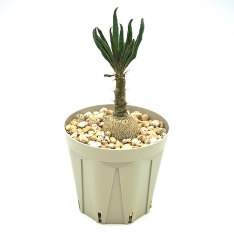 pachypodiumsucculent | STORES