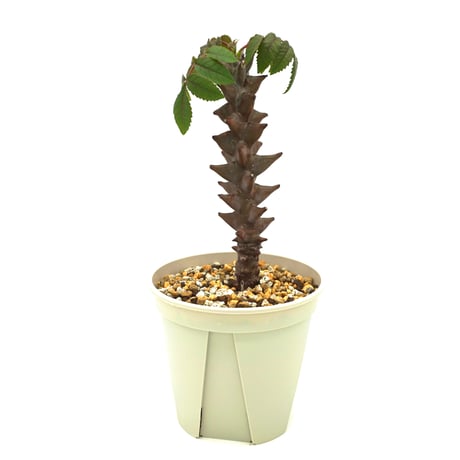 植物ベイセリアメキシカーナ
