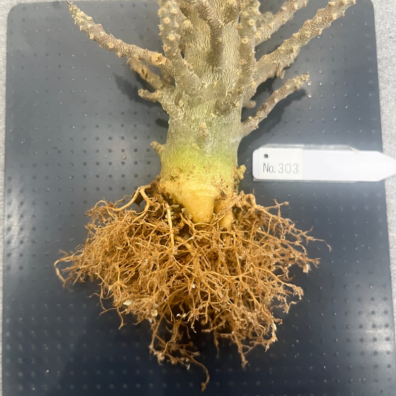Dorstenia gigas f. bullata/ドルステニア ギガス ブラータ【発 Dorstenia gigas f. bullata/ドルステニア ギガス ブラータ【発