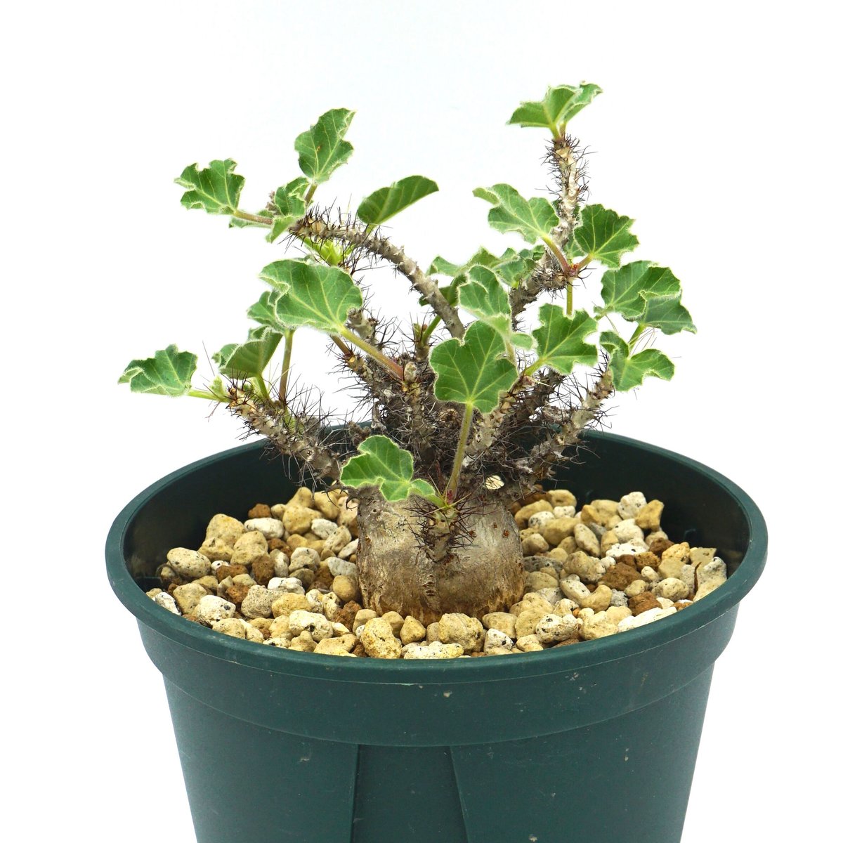 Jatropha marginata/ヤトロファ マルギナータ（No.316） | LEO.