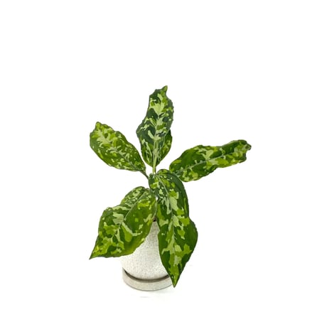 アグラオネマピクタム | STORES