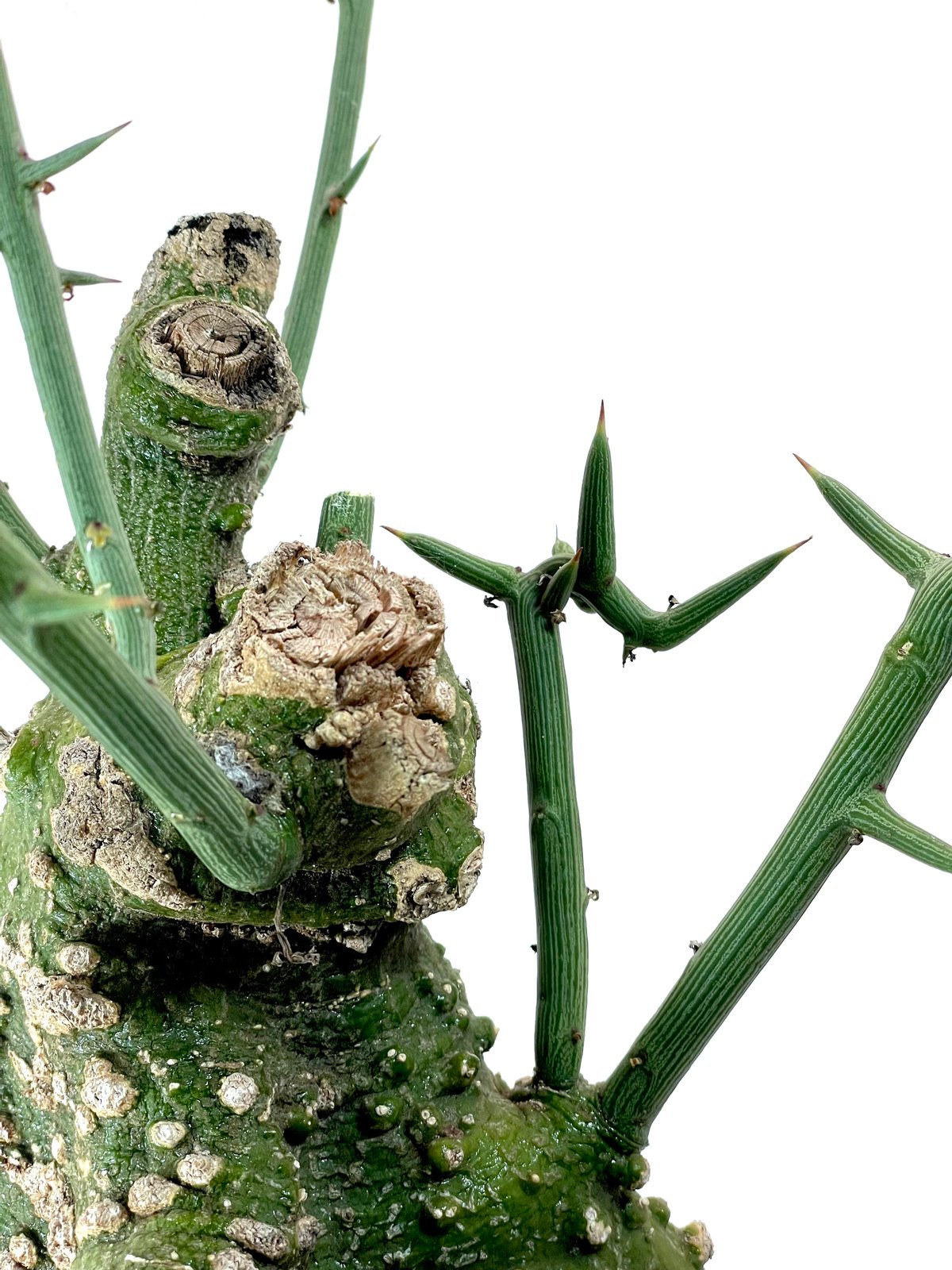 アデニア グロボーサ（S336） | LEO.