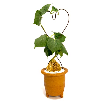 マテレアシクロフィラ | STORES