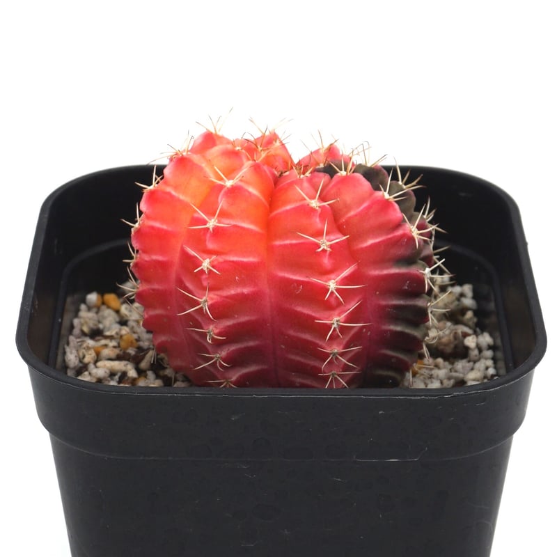 Gymnocalycium mihanovichii/ギムノカリキウム・ミハノビッチ斑入(No