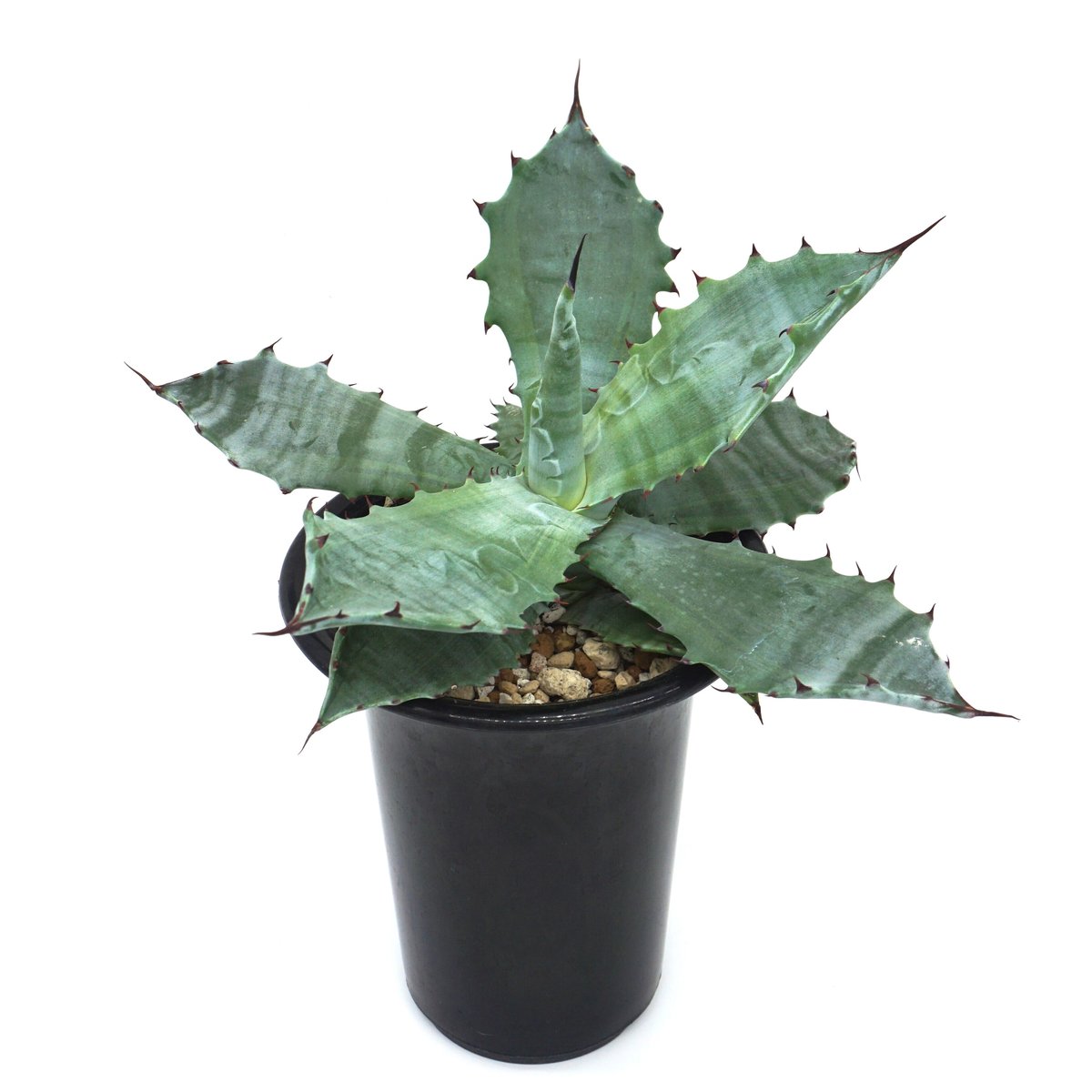 最終値下げ‼️アガベ　コロラータ　中斑　斑入り アガベ コロラータ 中斑 【公式通販】