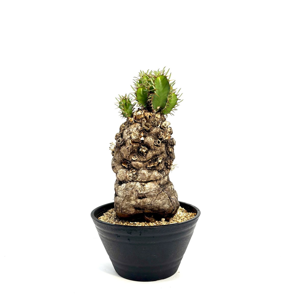 ユーフォルビア　ムランジーナ　7株セット ユーフォルビア ムランジーナ | hanayoshi-botanical