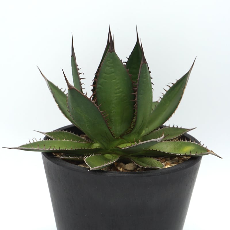 40センチコレクション株】Agave horrida ホリダアガベホリダ