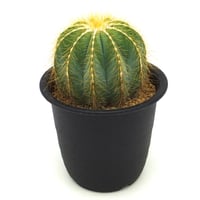 Eriocactus magnificus/英冠丸（C027）