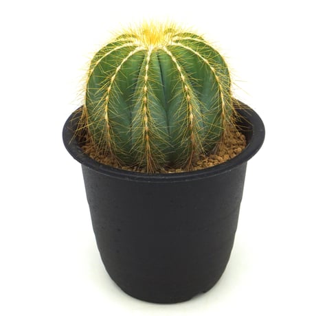 Eriocactus magnificus/英冠丸（C027）