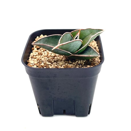 サンスベリアロリダ | STORES