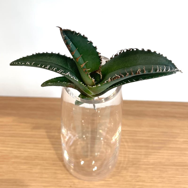 アガベ チタノタ 悪魔くん BAKEMONO agave titanota(Agave アガベ チタノタ 悪魔くん BAKEMONO agave titanota(Agave
