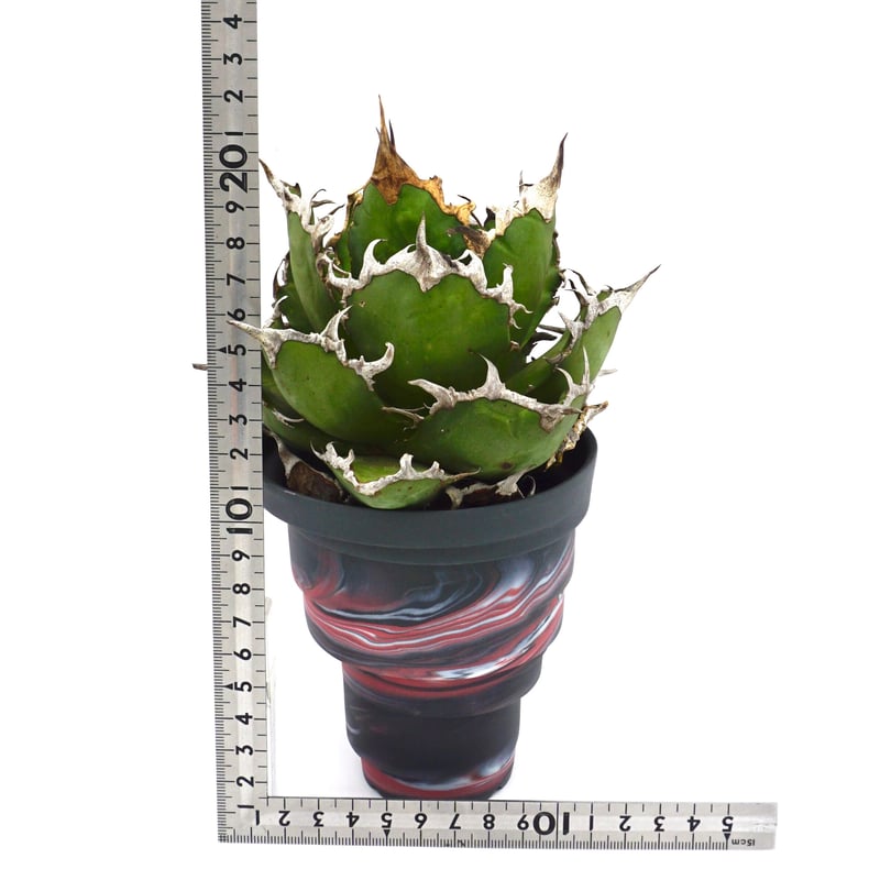 Agave titanota Caesar/凱撒/シーザー(No.350) | LEO. Agave titanota Caesar/凱撒/シーザー(No.350) | LEO.