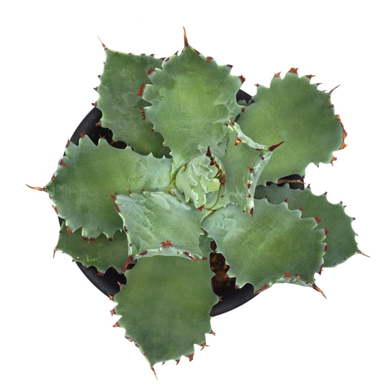 Agave isthmensis/アガベ イシスメンシス(No.76) | LEO