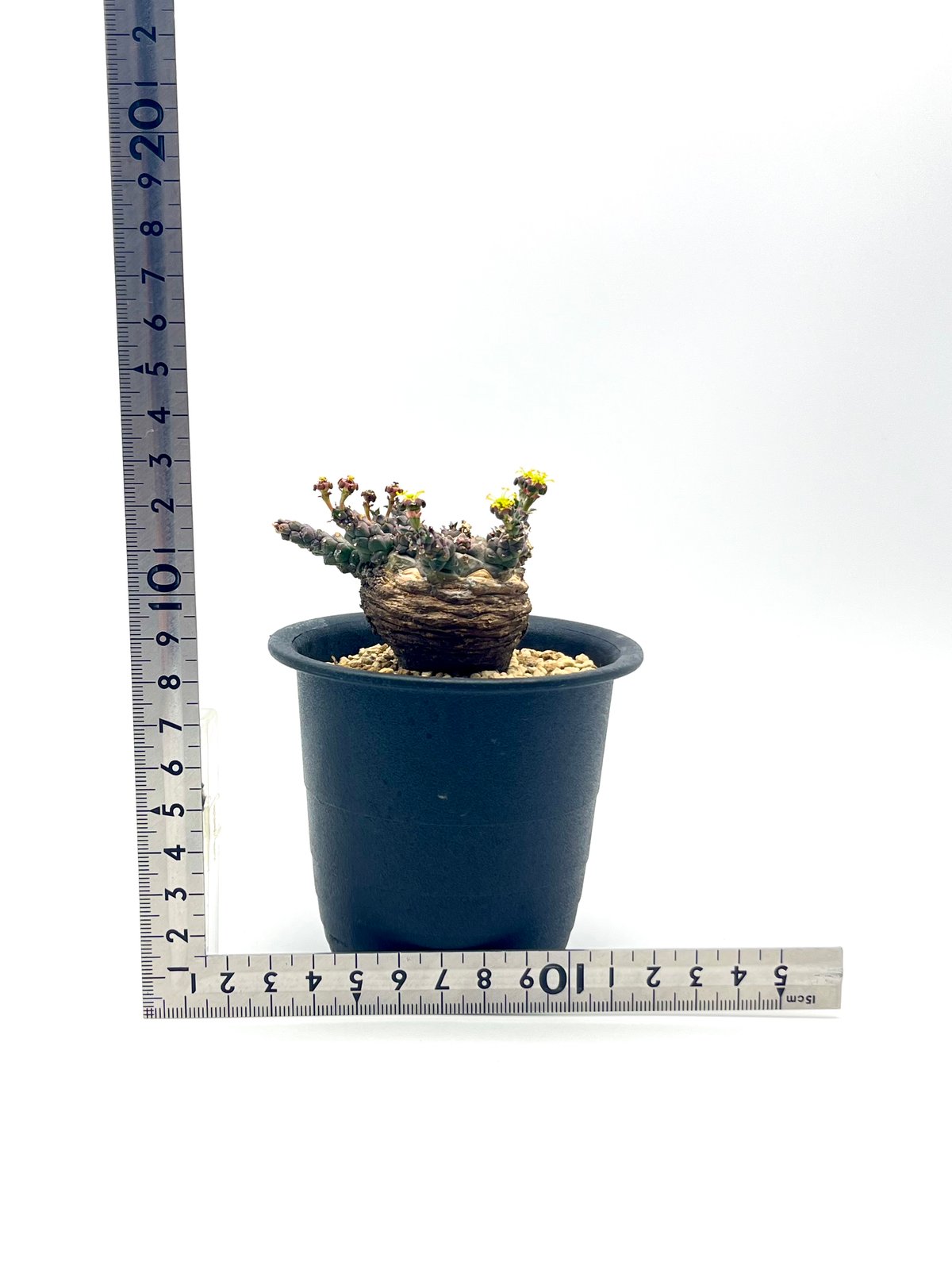 Euphorbia gatbergensis ユーフォルビア ガトベルゲンシス isla del pescado - Euphorbia gatbergensis-鷲卵丸