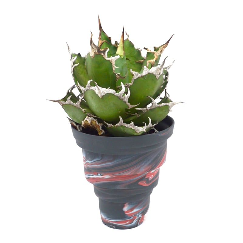 Agave titanota Caesar/凱撒/シーザー（No.350） | LEO.