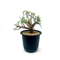 ユーフォルビア ガトベルゲンシス (S607) | LEO.