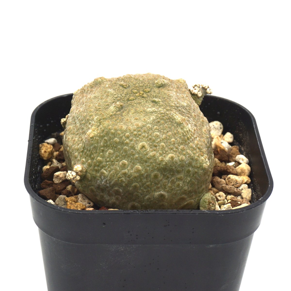 プセウドリトス クビフォルミス コレクション株 7.4cm 鉢のまま発送