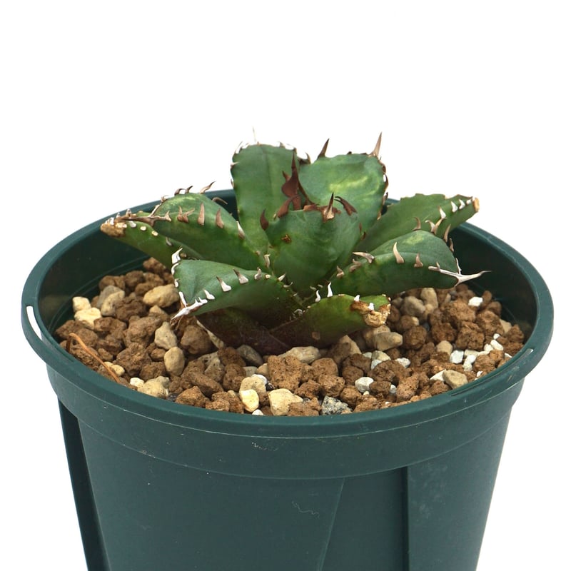 Agave Titanota /アガベ チタノタ コンパクタ(No.133) | LEO 