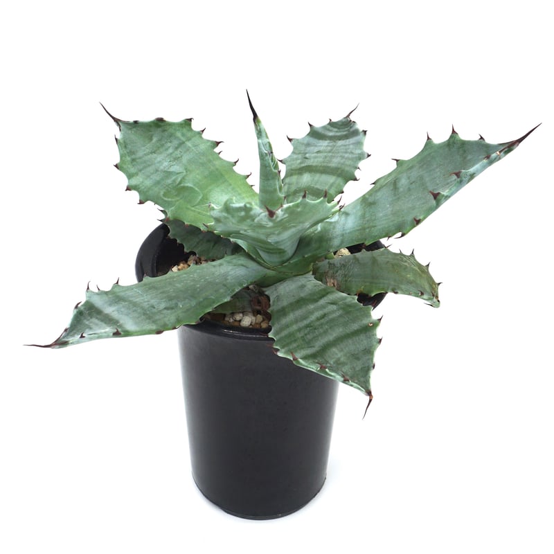 Agave colorata/アガベ・コロラータ覆輪斑(No.80) | LEO. Agave colorata/アガベ・コロラータ覆輪斑(No.80) | LEO.