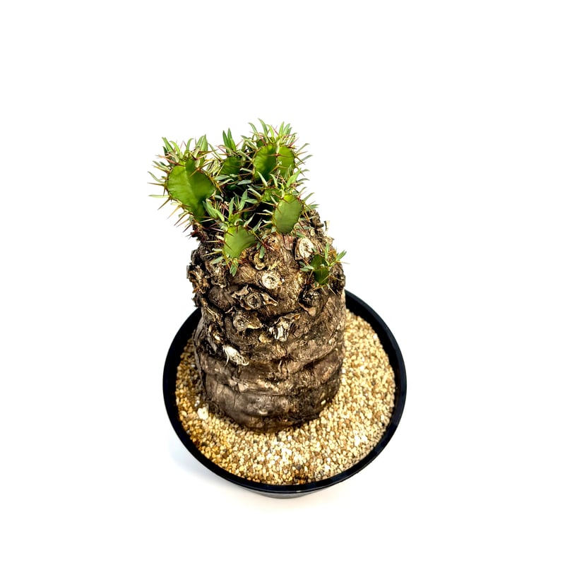 ユーフォルビア ムランジーナ (S604) | LEO.